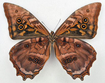 Morpho amphitryon attali  ♂ (Ecuador) Rarity!