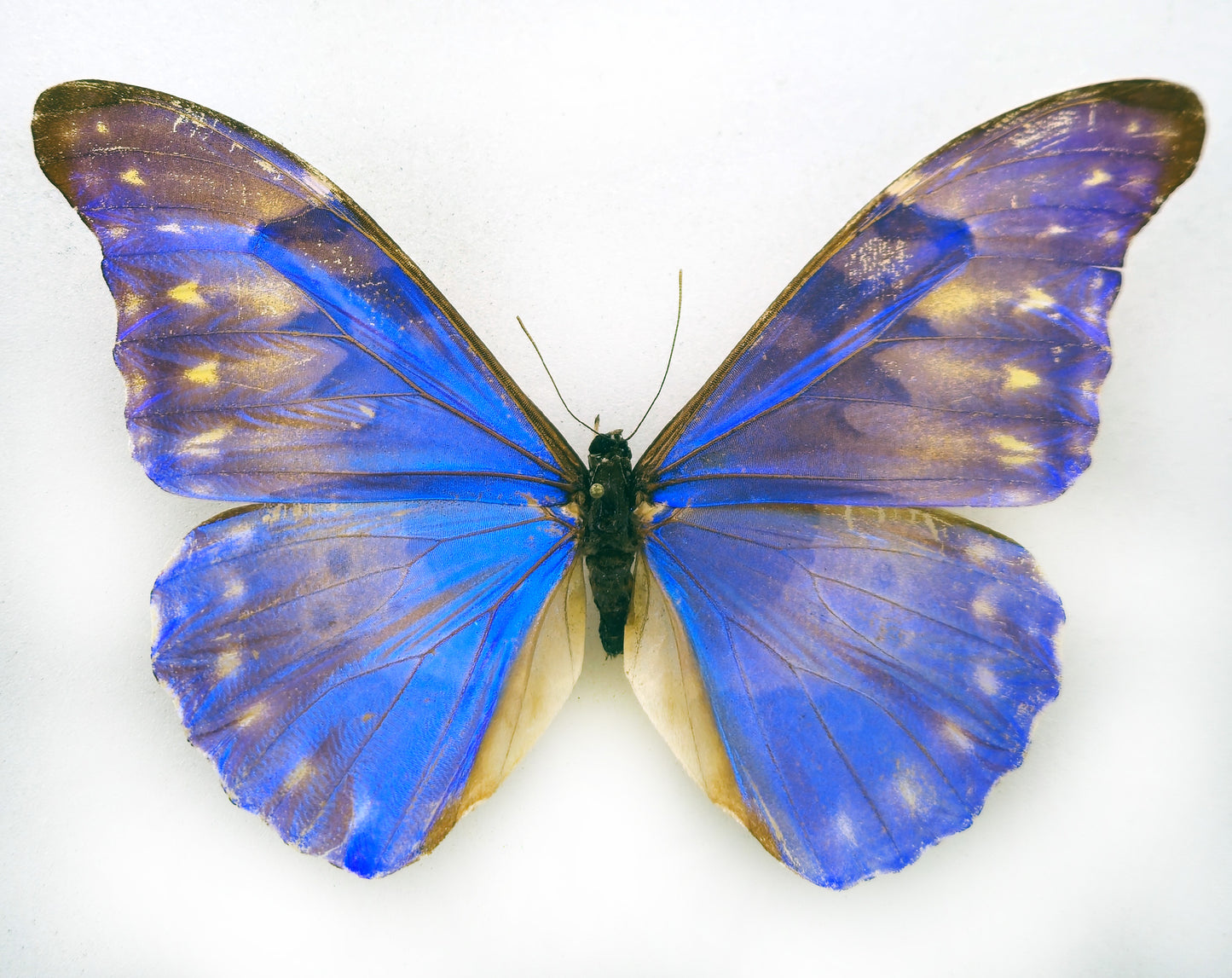 Morpho rhetenor augustinae (diana) ♂ (Venezuela)