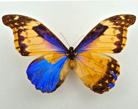 Morpho cacica GYNANDROMORPH (Peru)