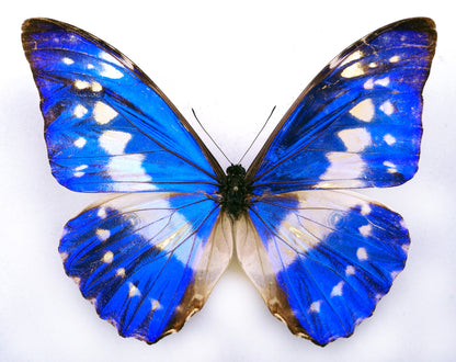 Morpho cypris bugaba ♂ (Panama)