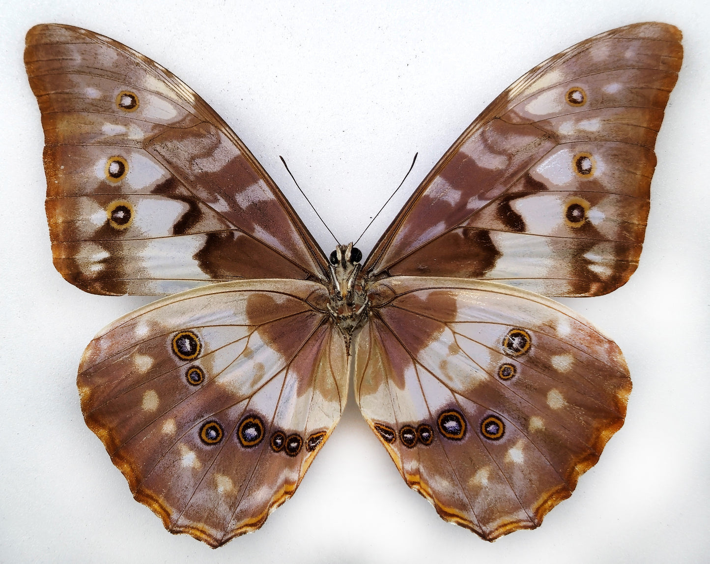 Morpho cypris bugaba ♂ (Panama)