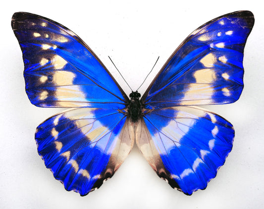 Morpho cypris schausi ♂ (Costa Rica)