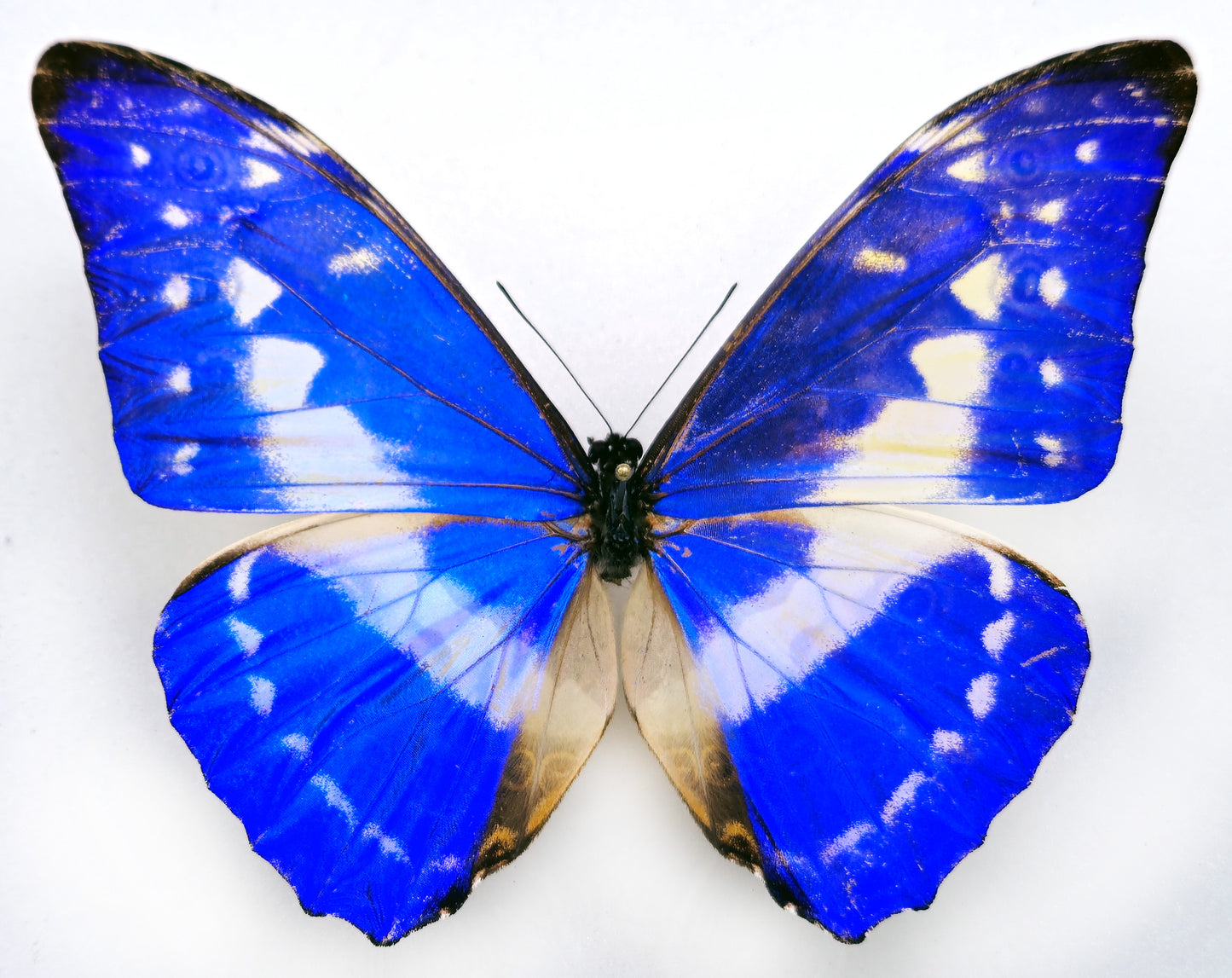 Morpho cypris limonensis ♂ (Costa Rica) RARE FORM