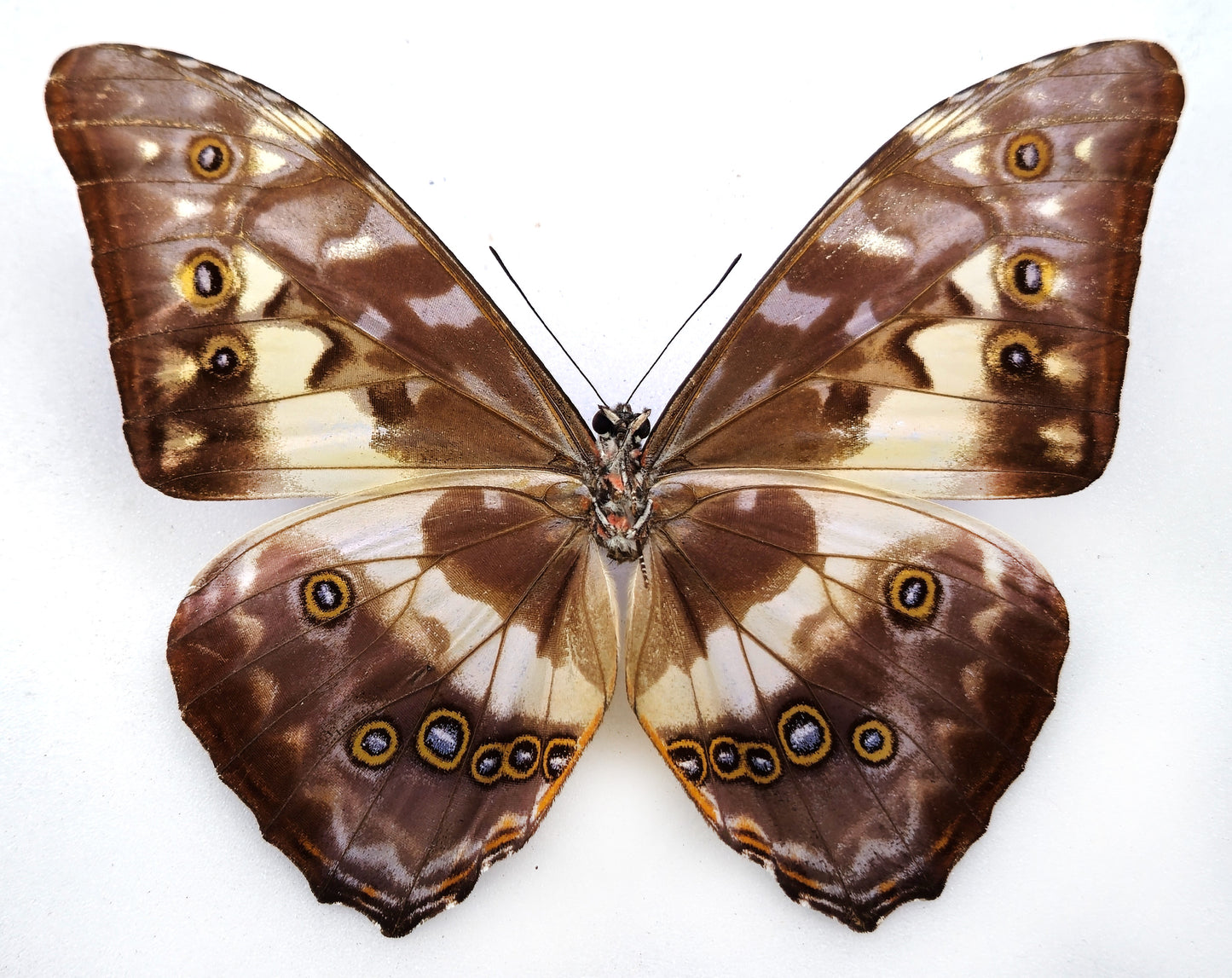 Morpho cypris limonensis ♂ (Costa Rica) RARE FORM