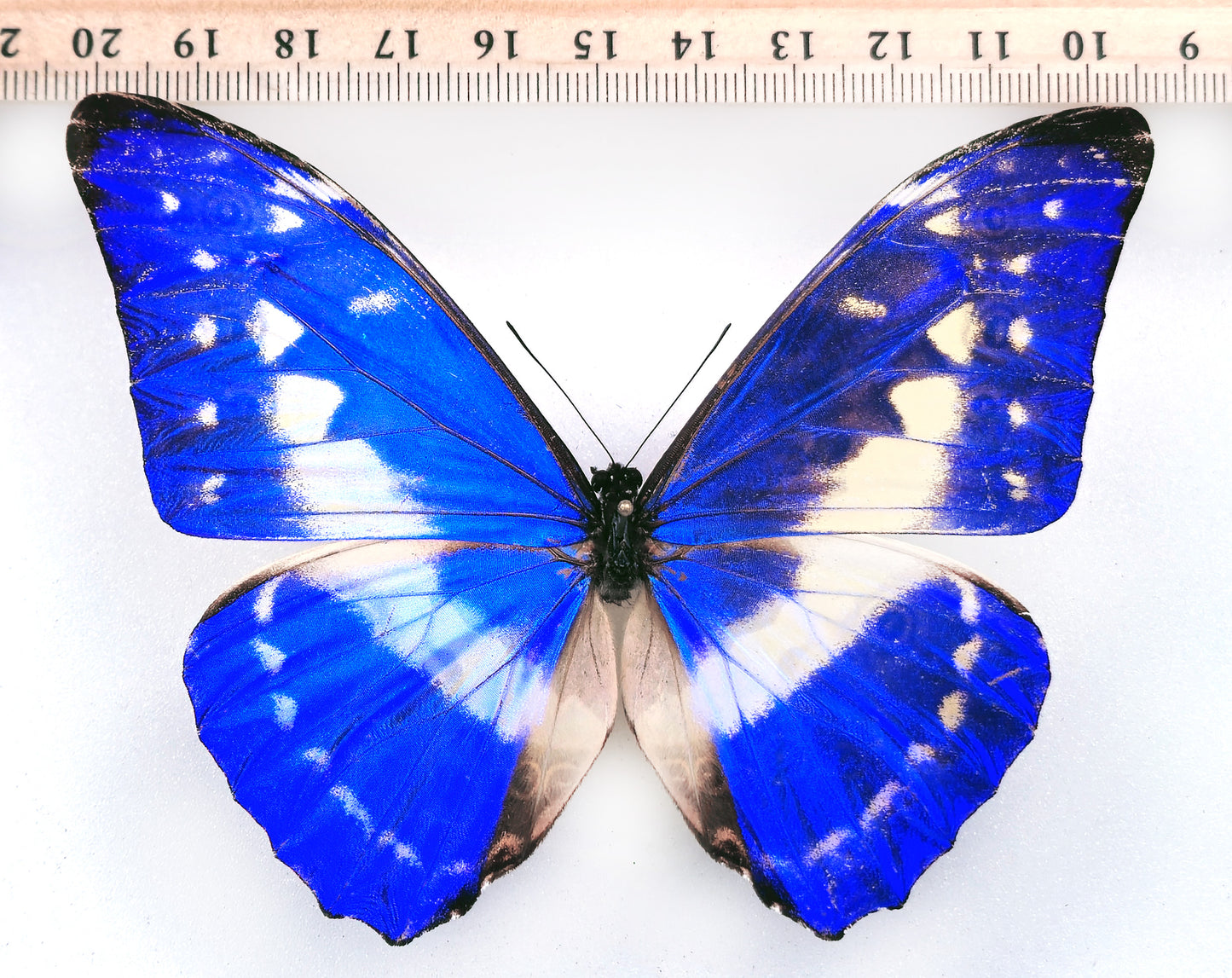 Morpho cypris limonensis ♂ (Costa Rica) RARE FORM