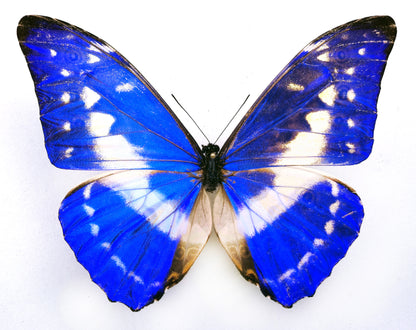 Morpho cypris limonensis ♂ (Costa Rica) RARE FORM