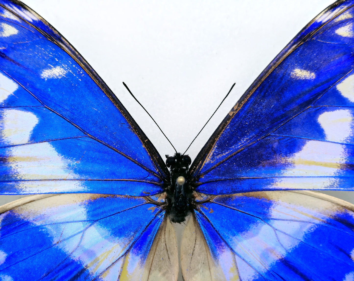 Morpho cypris limonensis ♂ (Costa Rica) RARE FORM