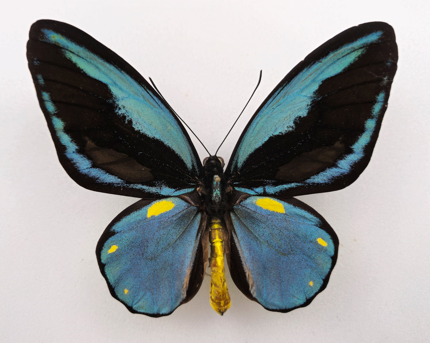 Ornithoptera aesacus ♂ (Obi Isl.)