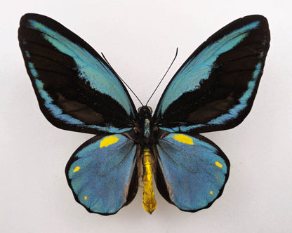 Ornithoptera aesacus ♂ (Obi Isl.)