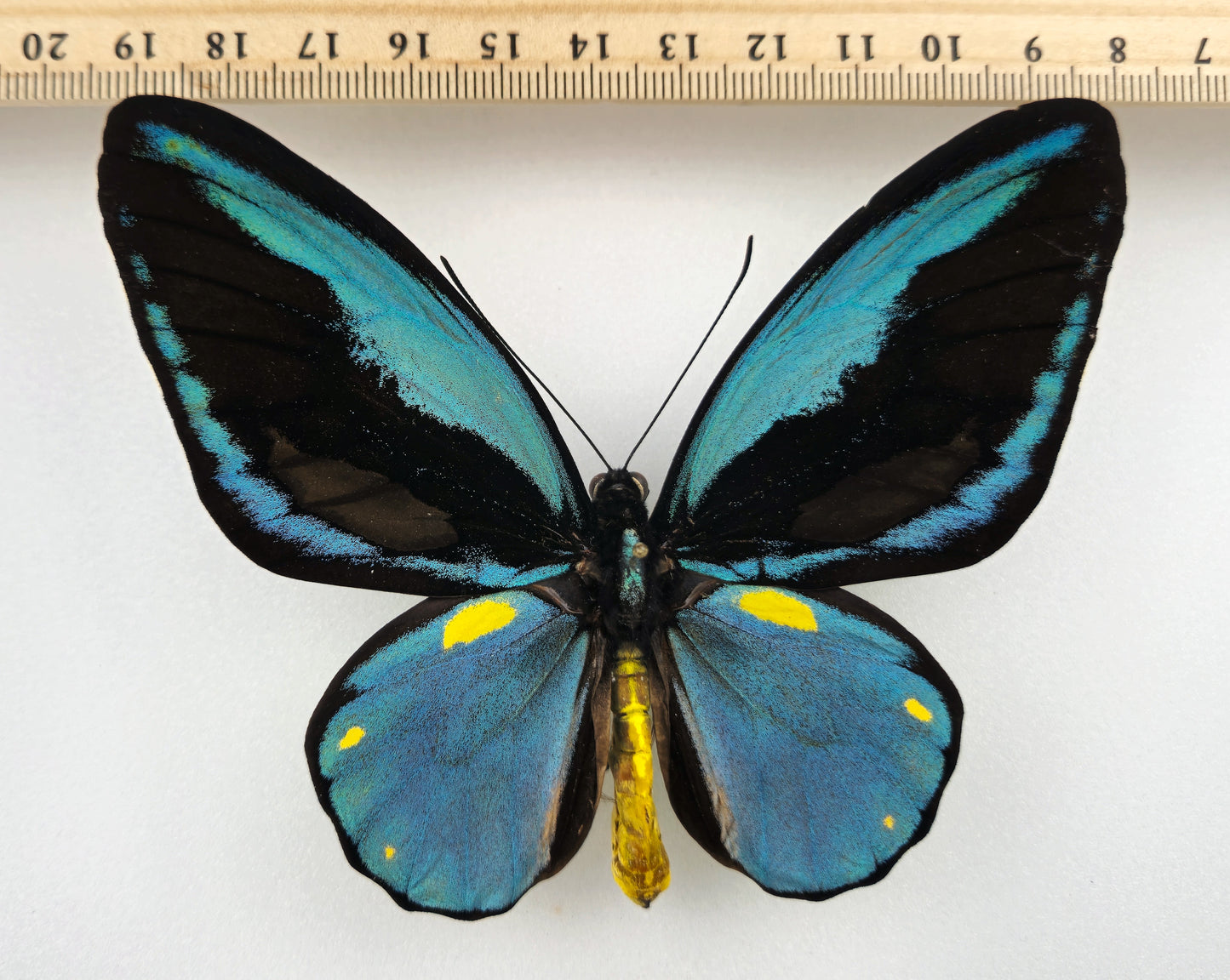 Ornithoptera aesacus ♂ (Obi Isl.)