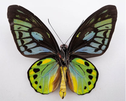 Ornithoptera aesacus ♂ (Obi Isl.)