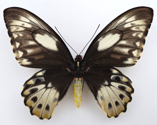 Ornithoptera priamus teucrus ♀ f. (Biak)