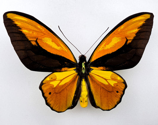 Ornithoptera croesus lydius f. boutoni extreme (Halmaheira)