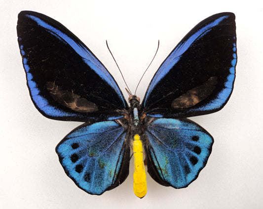 Ornithoptera priamus miokensis ♂ (Mioko Isl.)