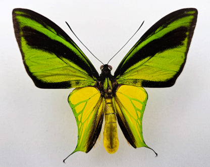 Ornithoptera meridionalis ♂ f.confluenta (Indonesia)