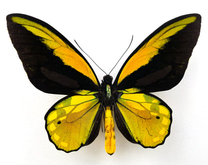 Ornithoptera croesus helios ♂ (Kasiruta) XL