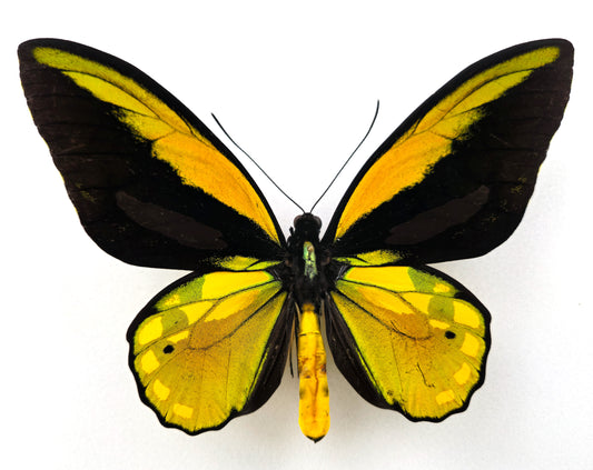 Ornithoptera croesus helios ♂ (Kasiruta) XL