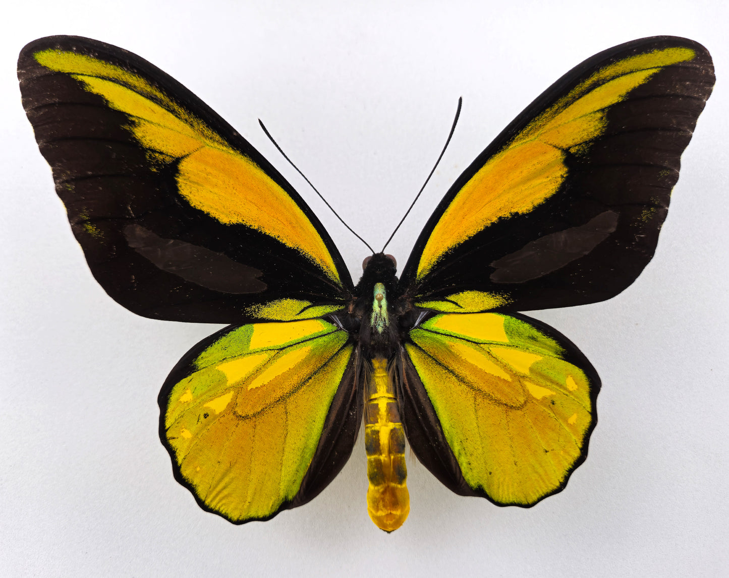 Ornithoptera croesus helios ♂ (Kasiruta) XXL