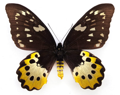 Ornithoptera chimaera chimaera ♀ f. (Aseki)