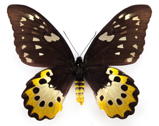 Ornithoptera chimaera chimaera ♀ f. (Aseki)