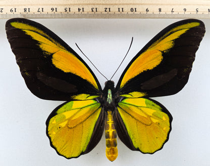 Ornithoptera croesus helios ♂ (Kasiruta) XXL