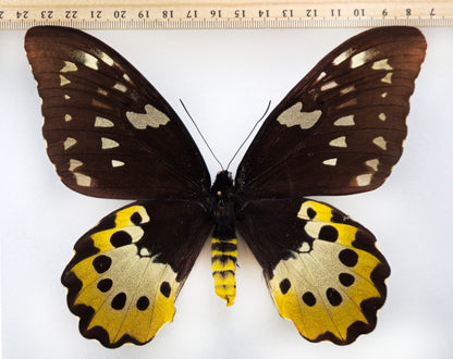 Ornithoptera chimaera chimaera ♀ f. (Aseki)