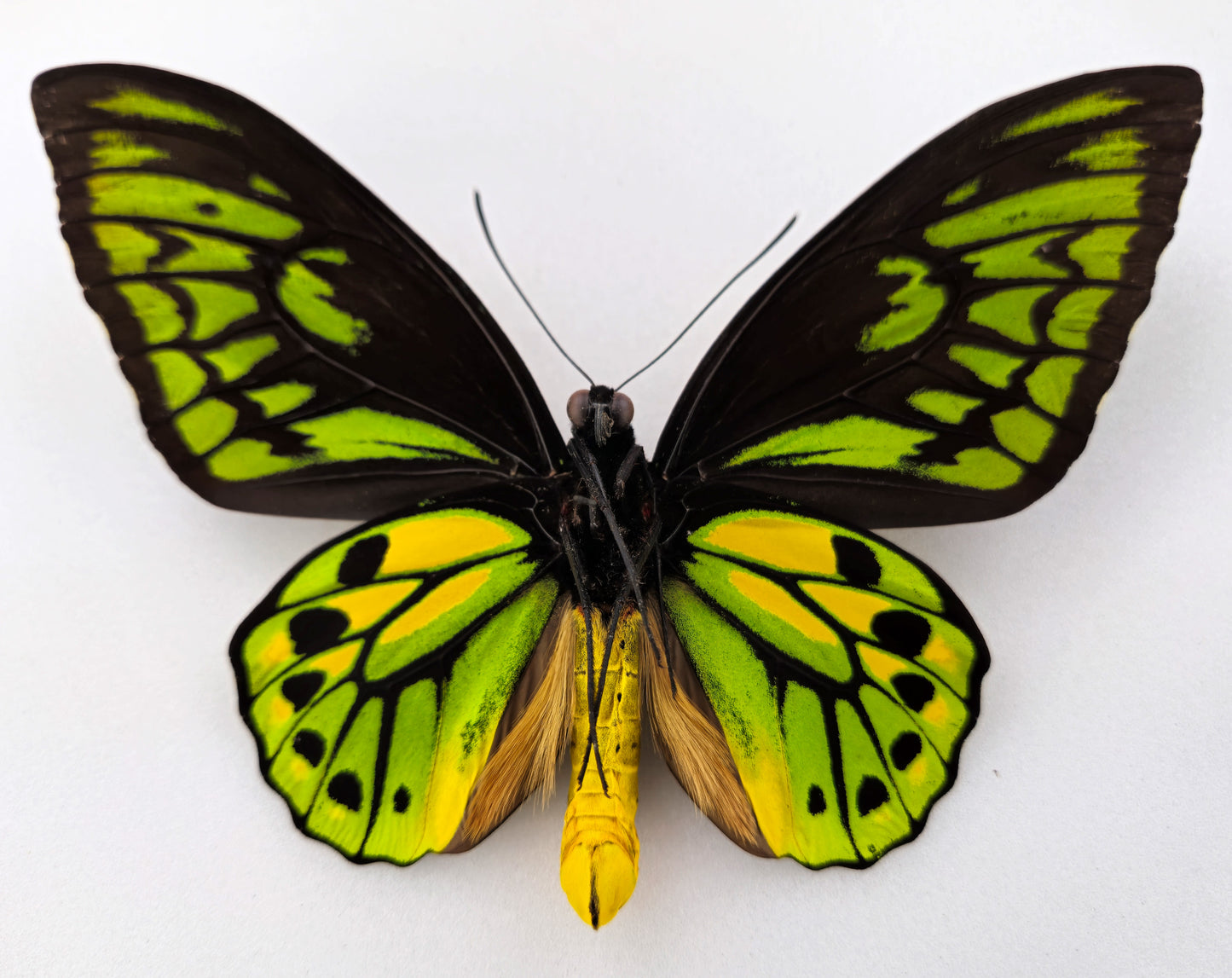 Ornithoptera croesus helios ♂ (Kasiruta) XXL