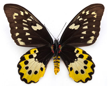 Ornithoptera chimaera chimaera ♀ f. (Aseki)