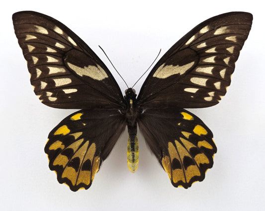 Ornithoptera croesus helios ♀ (Kasiruta)