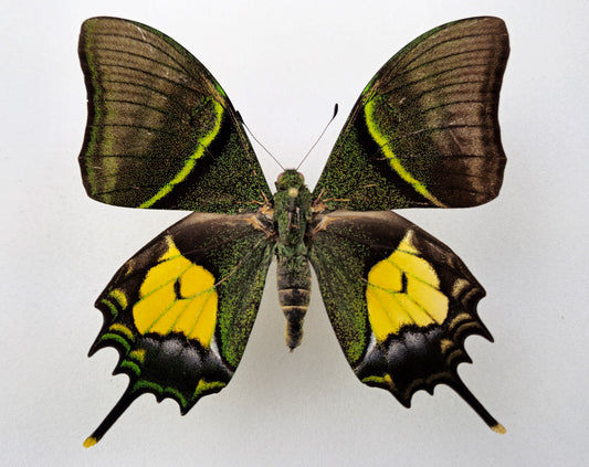 Teinopalpus aureus shinkai ♂ (Nord Vietnam) CITES