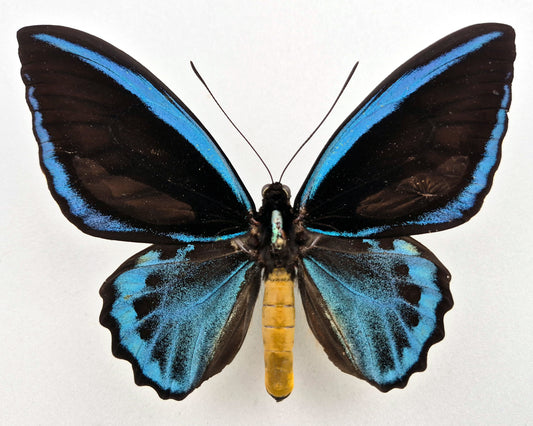 Ornithoptera priamus caelestis ♂ (Misima Isl.)