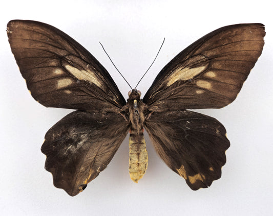 Ornithoptera croesus lydius ♀ (Halmaheira) FORME EXTRÊME MÉLANIQUE