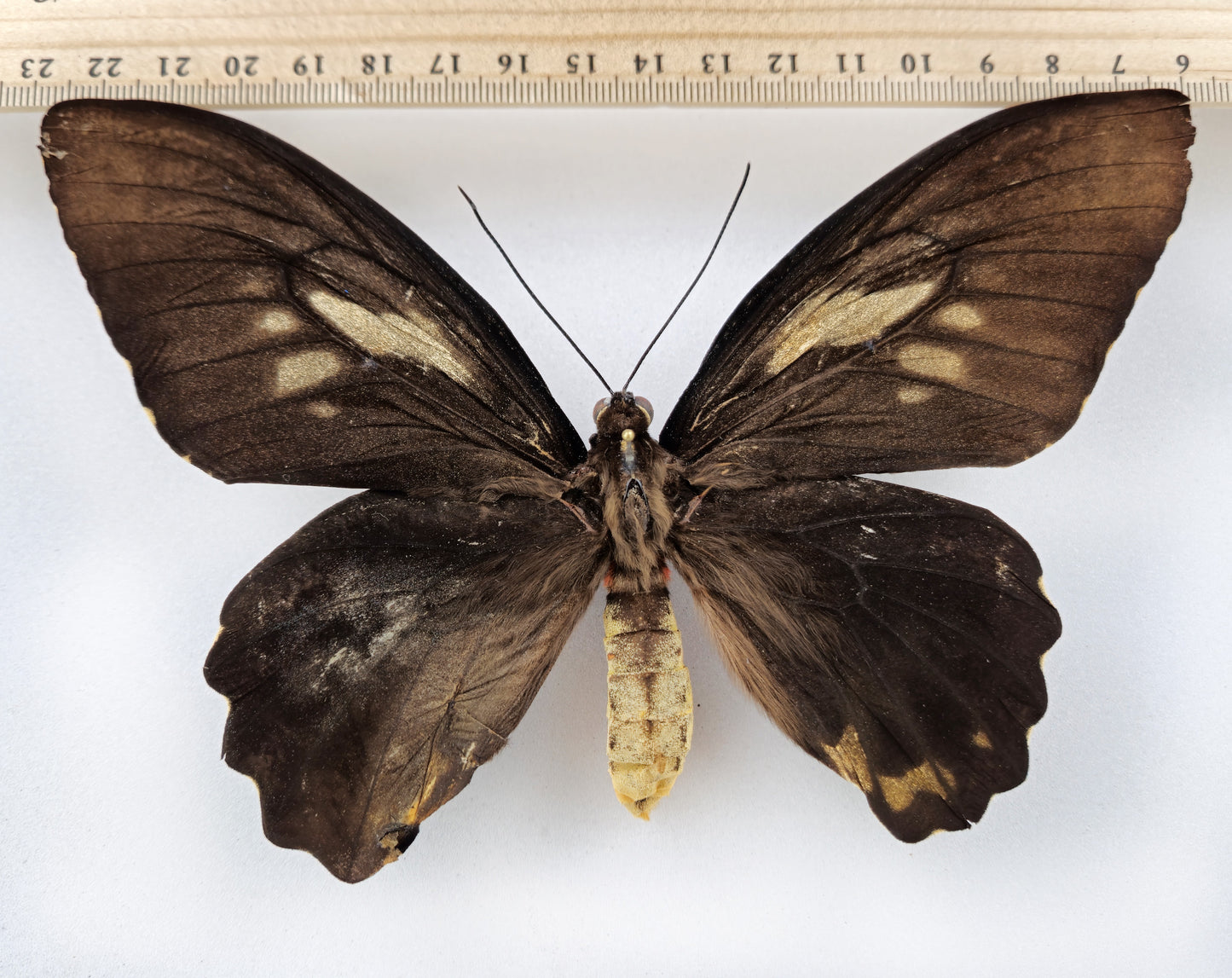 Ornithoptera croesus lydius ♀ (Halmaheira) FORME EXTRÊME MÉLANIQUE