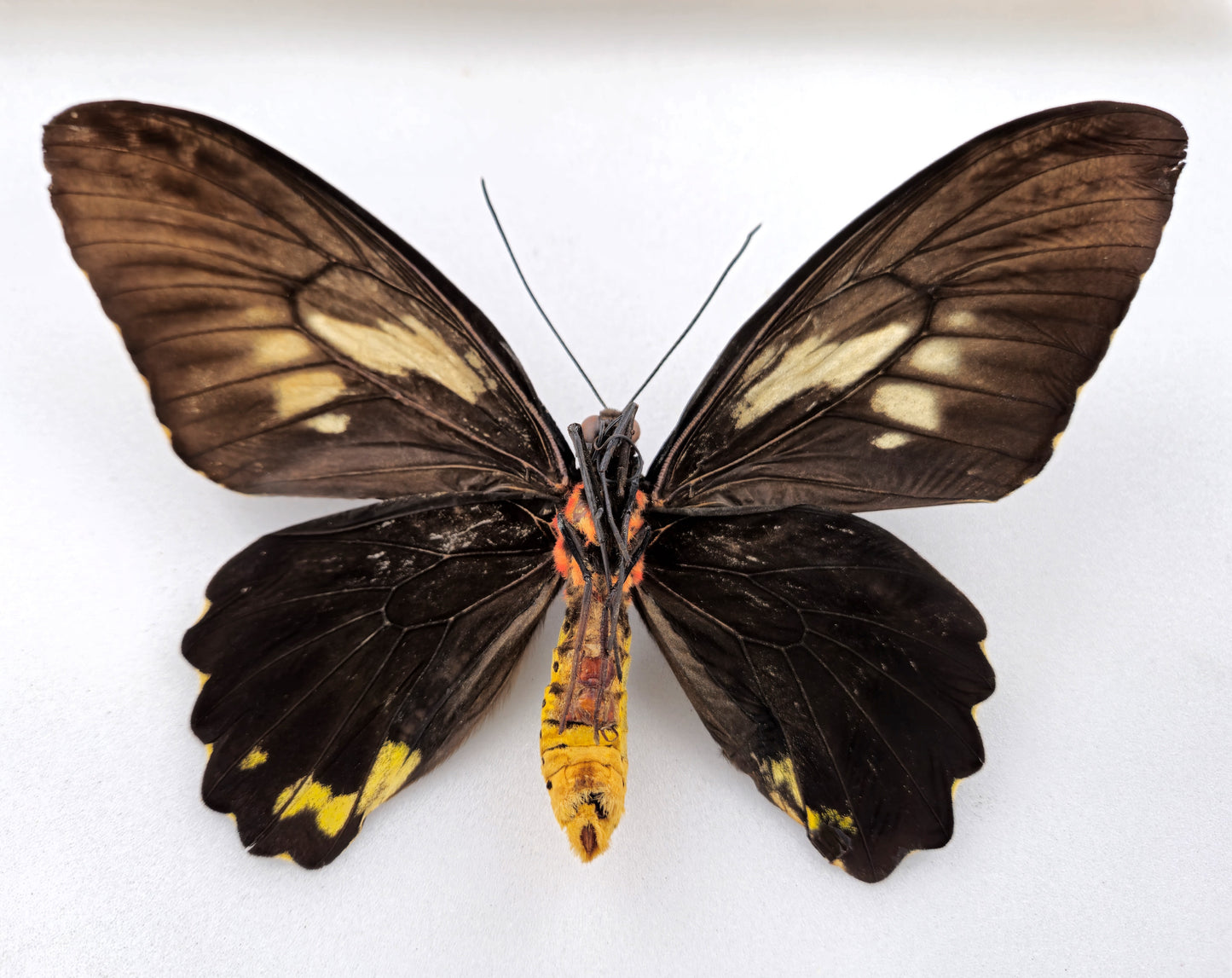 Ornithoptera croesus lydius ♀ (Halmaheira) FORME EXTRÊME MÉLANIQUE