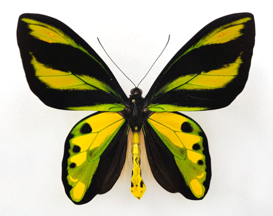 Ornithoptera tithonus tithonus ♂ XXL (Timika)