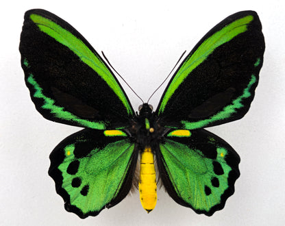 Ornithoptera priamus euphorion ♂ melanic form (Australia)