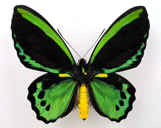 Ornithoptera priamus euphorion ♂ forme mélanique (Australie)