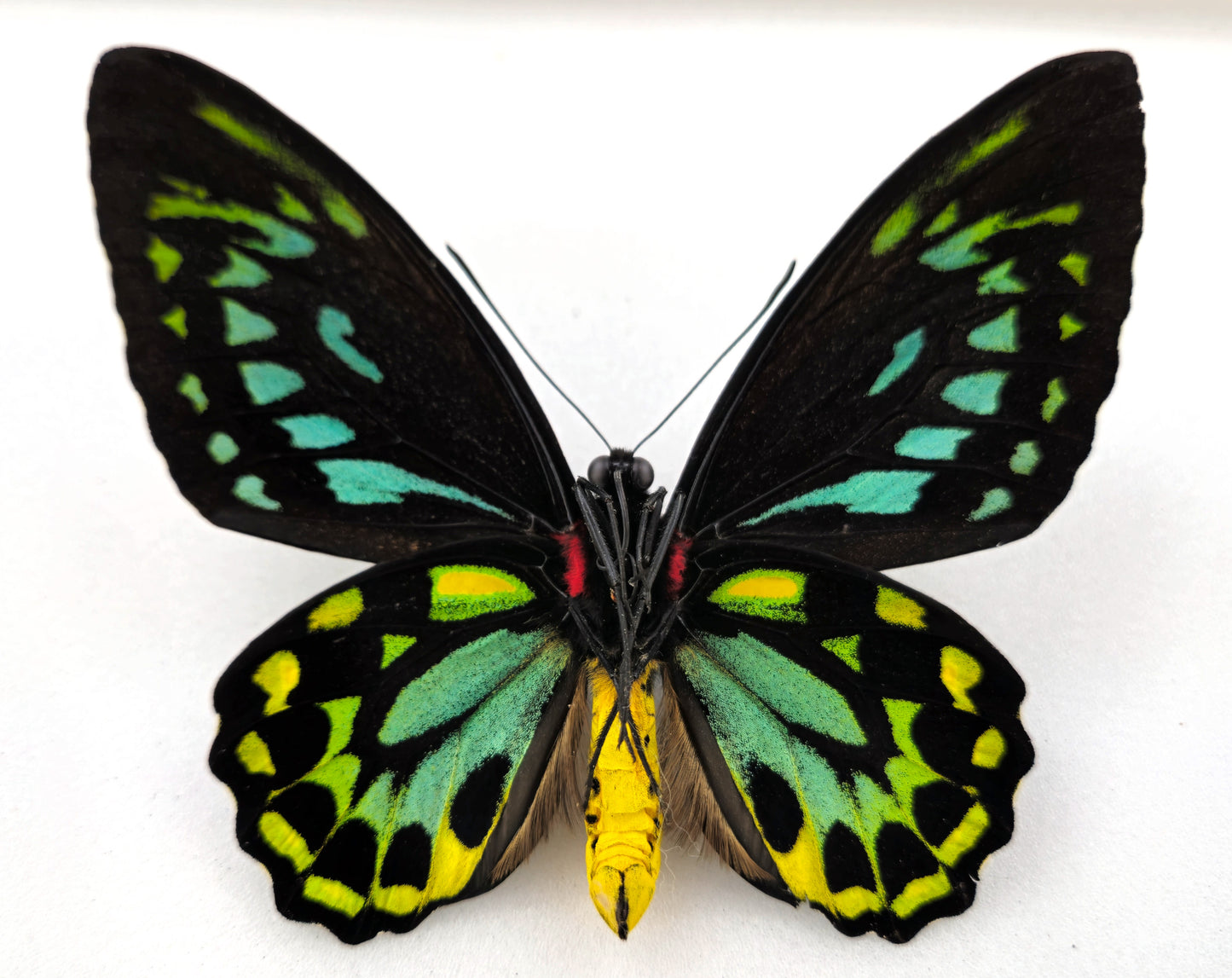 Ornithoptera priamus euphorion ♂ melanic form (Australia)