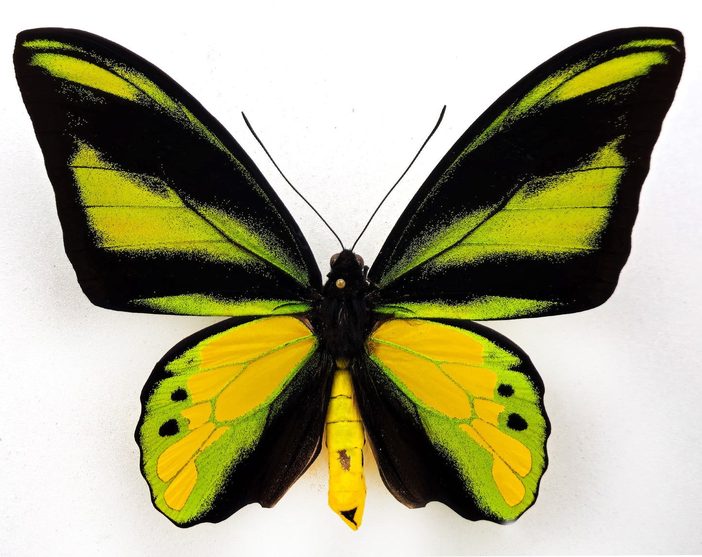 Ornithoptera chimaera chimaera ♂ (Aseki)