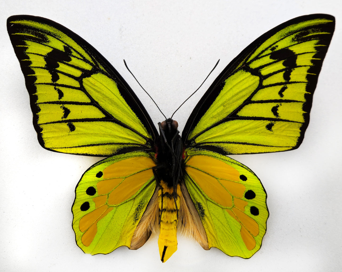 Ornithoptera chimaera chimaera ♂ (Aseki)