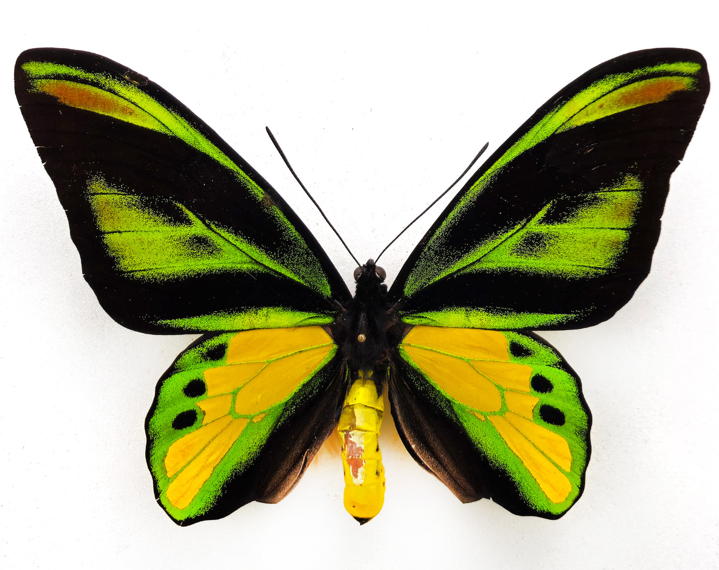 Ornithoptera chimaera chimaera ♂ (Aseki) f.sanguismaculata