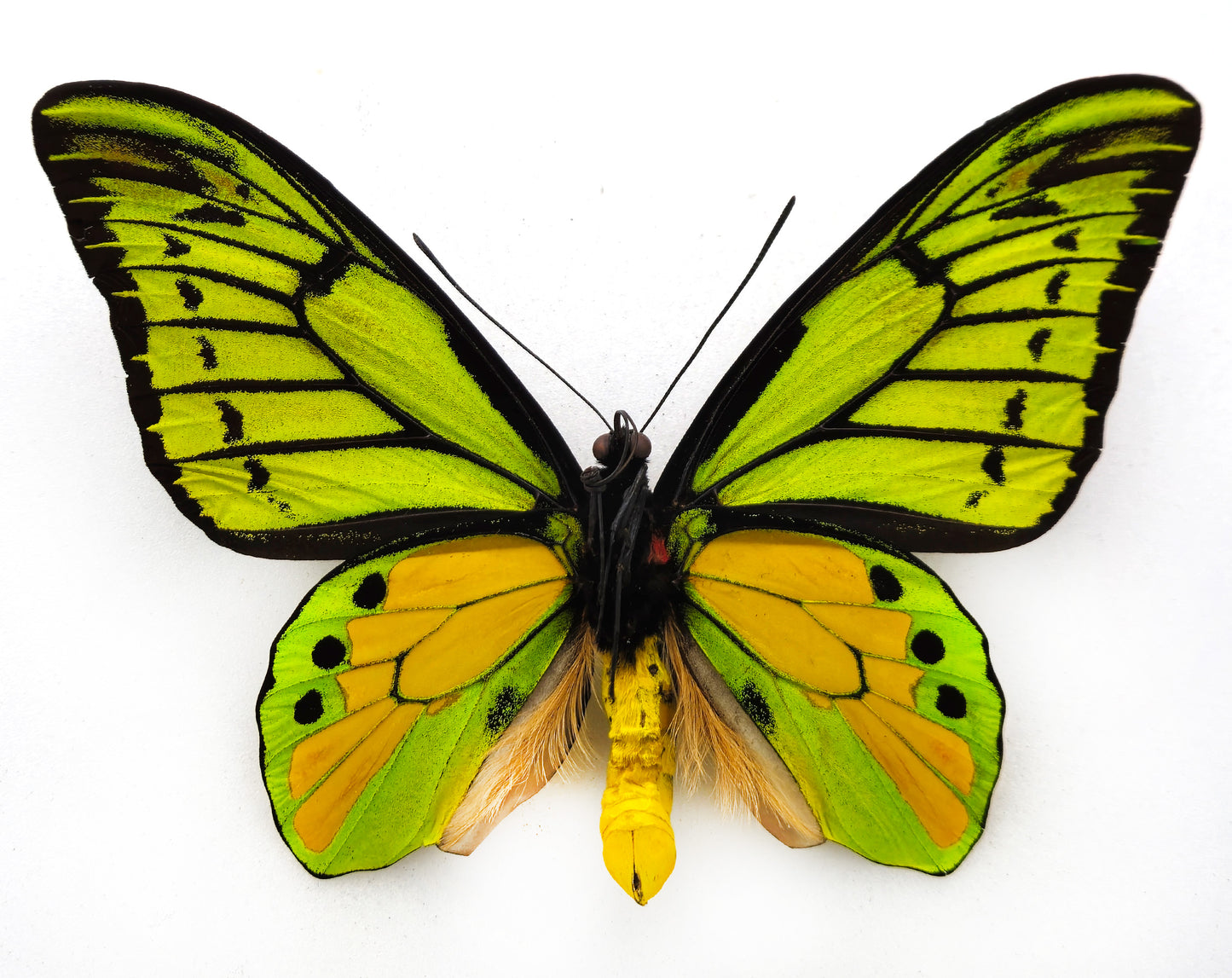 Ornithoptera chimaera chimaera ♂ (Aseki) f.sanguismaculata