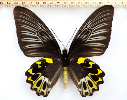 Troides hypolitus hypolitus ♀ f. (Ambon)