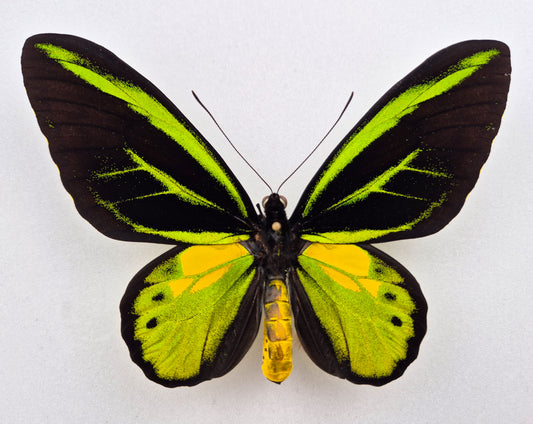 Ornithoptera akakeae ♂ (Indonésie)