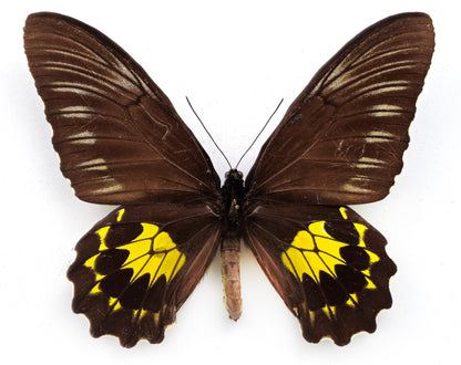 Troides miranda neomiranda ♀ (West Sumatra)