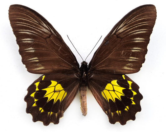 Troides miranda neomiranda ♀ (West Sumatra)