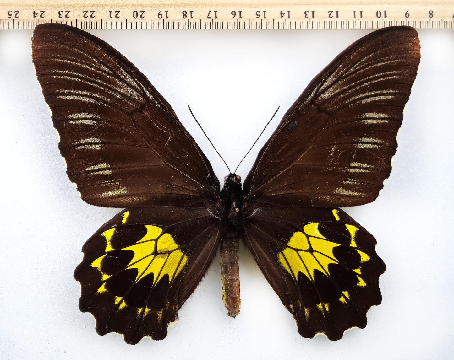 Troides miranda neomiranda ♀ (West Sumatra)