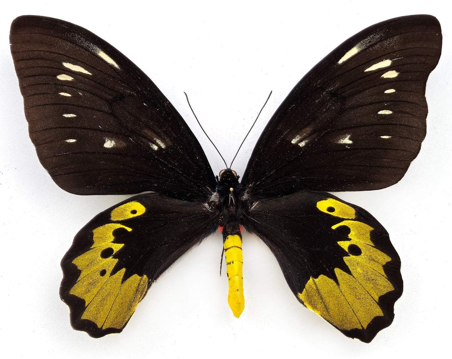 Ornithoptera goliath samson ♀ FREAK (Arfak)