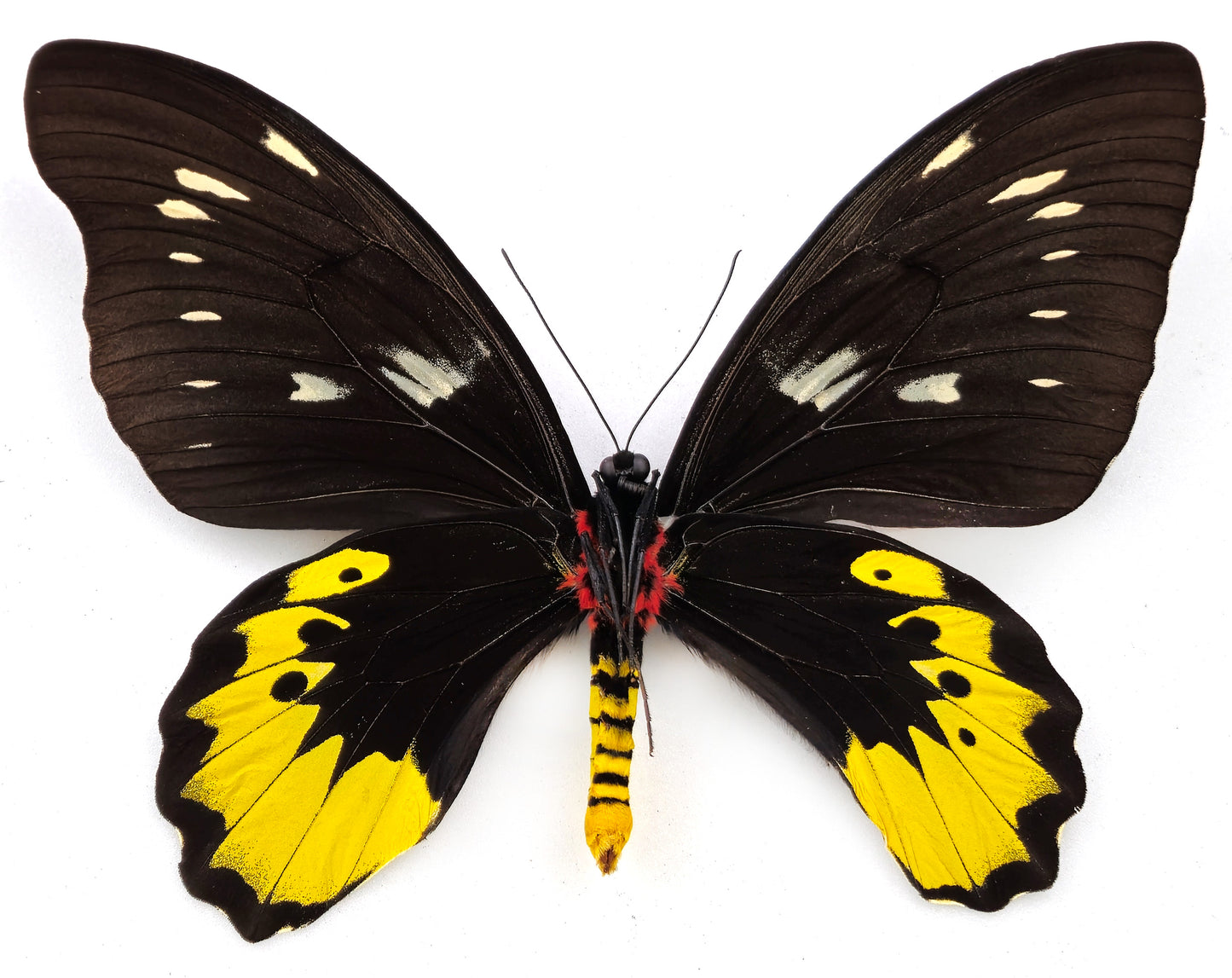 Ornithoptera goliath samson ♀ FREAK (Arfak)