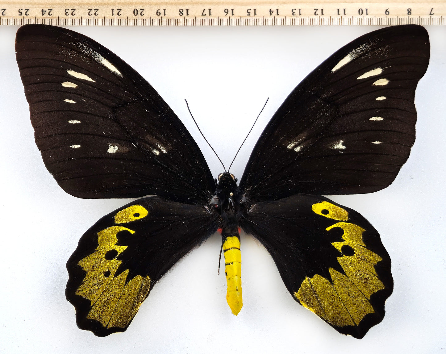 Ornithoptera goliath samson ♀ FREAK (Arfak)